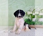 Small #4 Bernedoodle (Miniature)