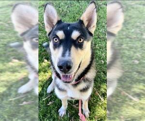 Siberian Husky-Unknown Mix Dogs for adoption in Sacramento, CA, USA