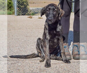 Axel - Male Plott Hound-Unknown Mix Dog for Adoption - Photo #4