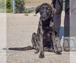 Small Photo #4 Plott Hound-Unknown Mix Puppy For Sale in Huntley, IL, USA