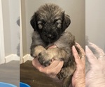 Small Photo #1 Goldendoodle Puppy For Sale in FYFFE, AL, USA