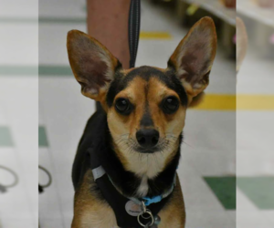 Chihuahua-Unknown Mix Dogs for adoption in Cranston, RI, USA