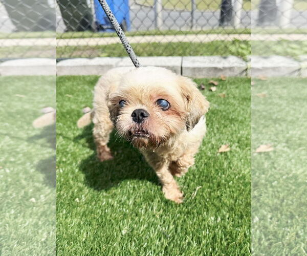Medium Photo #3 Shih Tzu Puppy For Sale in Perth Amboy, NJ, USA