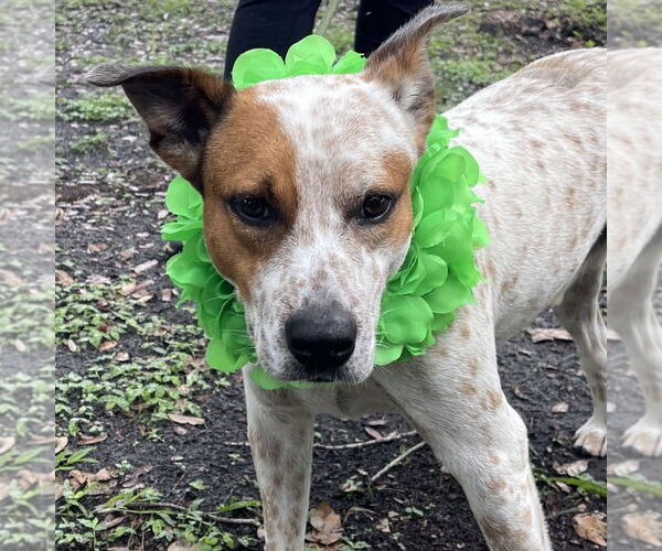 Medium Photo #1 Mutt Puppy For Sale in Fort Pierce, FL, USA