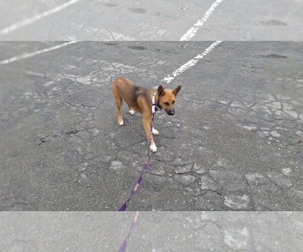 Medium Photo #3 Shollie Puppy For Sale in Sebec, ME, USA