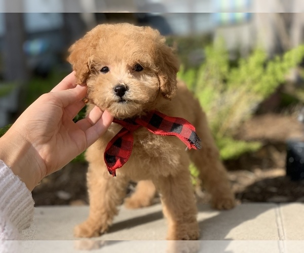 Medium Photo #4 Poodle (Toy) Puppy For Sale in HOUSTON, TX, USA