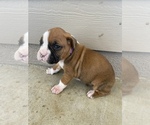 Small Photo #7 Boxer Puppy For Sale in LUCERNE VALLEY, CA, USA