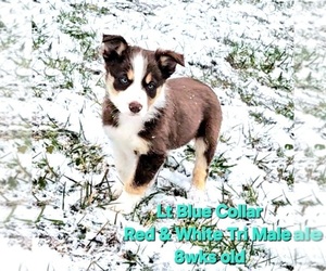 Border Collie Puppy for sale in BYBEE, TN, USA