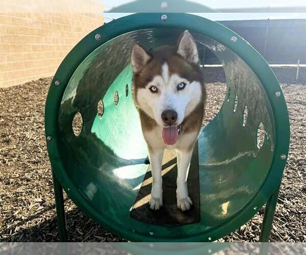 Medium Photo #3 Siberian Husky Puppy For Sale in Orange, CA, USA