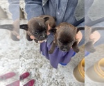 Small Photo #1 Chorkiepoo Puppy For Sale in UTICA, OH, USA