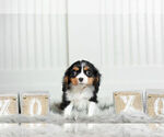 Small Photo #17 Cavalier King Charles Spaniel Puppy For Sale in WARSAW, IN, USA