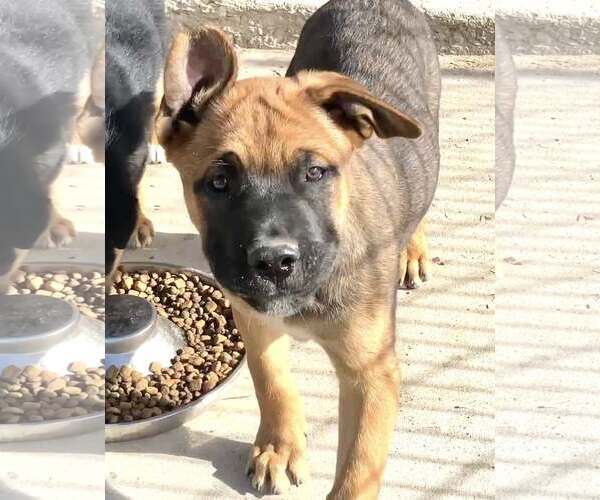 Medium Photo #3 American Pit Bull Terrier-Unknown Mix Puppy For Sale in Sandy, UT, USA