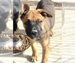 Small #2 American Pit Bull Terrier Mix