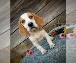 Puppy Mia Beagle