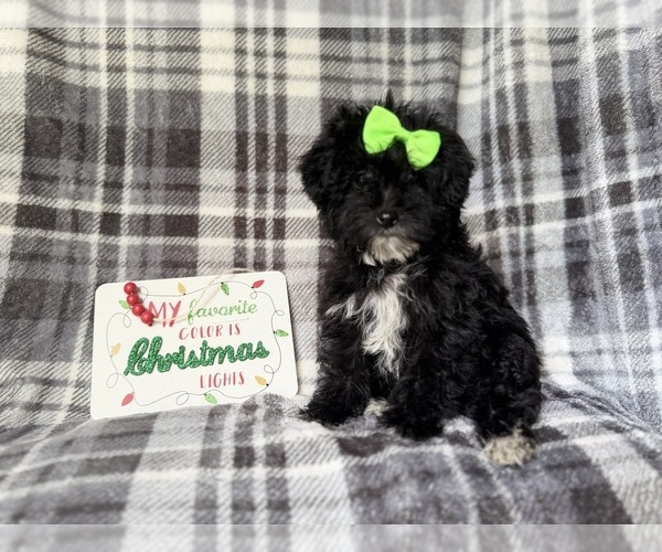 Medium Photo #5 YorkiePoo Puppy For Sale in LAKELAND, FL, USA