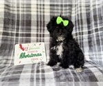Small #4 YorkiePoo