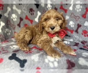 Cock-A-Poo Puppy for sale in LAKELAND, FL, USA
