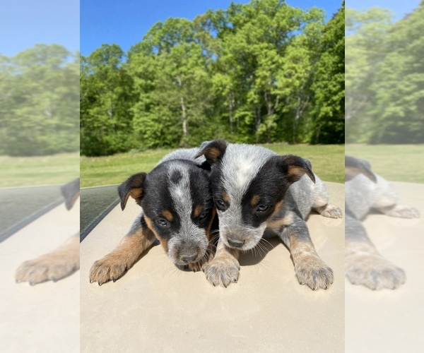 Medium Photo #2 Australian Cattle Dog Puppy For Sale in WINSTON SALEM, NC, USA