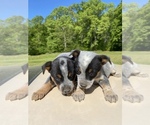 Small Photo #2 Australian Cattle Dog Puppy For Sale in WINSTON SALEM, NC, USA