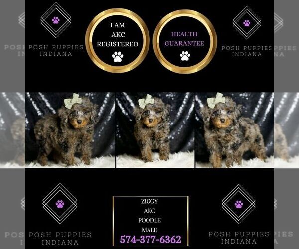 Medium Photo #1 Poodle (Miniature) Puppy For Sale in WARSAW, IN, USA