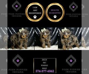 Poodle (Miniature) Puppy for sale in WARSAW, IN, USA