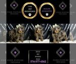 Small Poodle (Miniature)
