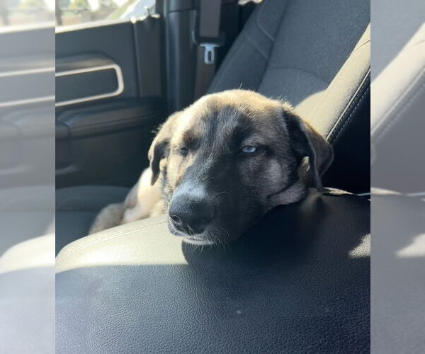 Medium Photo #3 Siberian Husky-Unknown Mix Puppy For Sale in San Diego, CA, USA