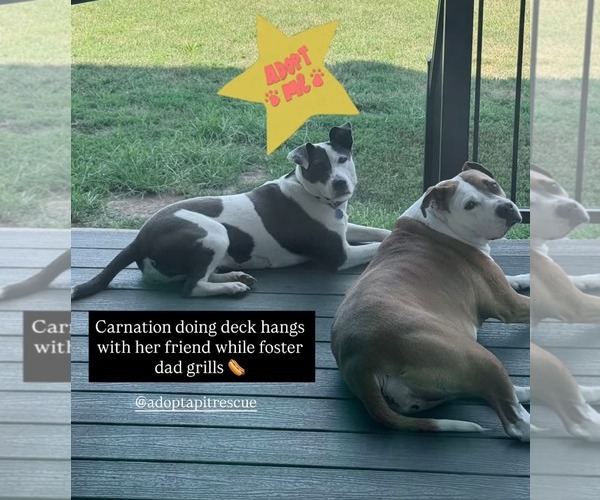 Medium Photo #4 American Pit Bull Terrier-Unknown Mix Puppy For Sale in Germantown, OH, USA