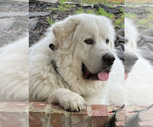 Medium Photo #1 Great Pyrenees Puppy For Sale in Monkton, MD, USA