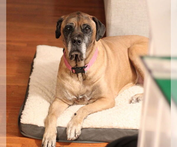 Medium Photo #2 Mastiff Puppy For Sale in Edmond, OK, USA