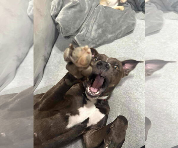 Medium Photo #3 American Pit Bull Terrier-Unknown Mix Puppy For Sale in New London, WI, USA