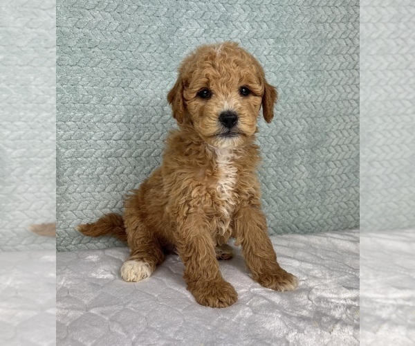 Medium Photo #1 Goldendoodle (Miniature) Puppy For Sale in FRANKLIN, IN, USA