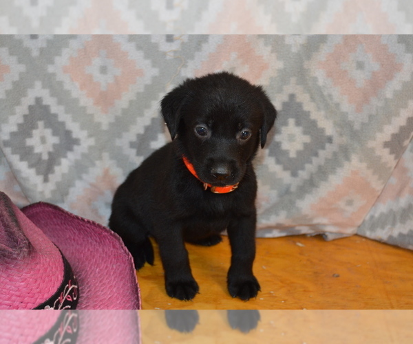 Medium Photo #3 Labrador Retriever Puppy For Sale in GREENWOOD, WI, USA