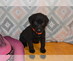 Small #2 Labrador Retriever