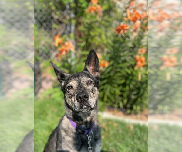 Medium Photo #5 German Shepherd Dog-Unknown Mix Puppy For Sale in Sandy, UT, USA