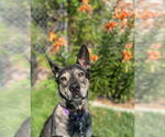 Small #4 German Shepherd Dog Mix