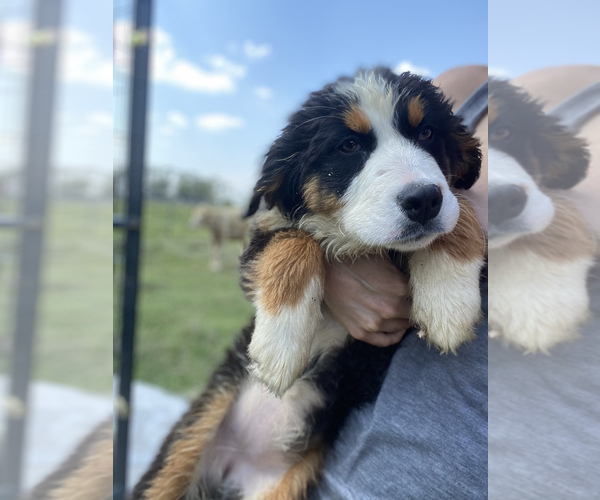 View Ad Bernese Mountain Dog Puppy for Sale near Florida