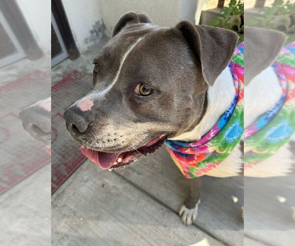 Medium Photo #19 American Staffordshire Terrier-Unknown Mix Puppy For Sale in Lake Forest, CA, USA