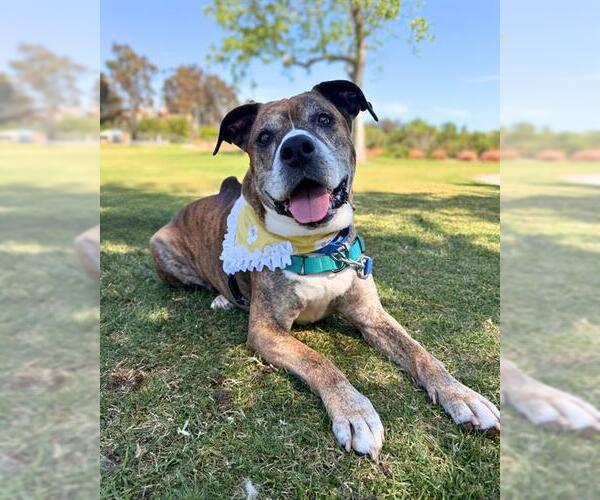 Medium Photo #2 Mutt Puppy For Sale in Chula Vista, CA, USA