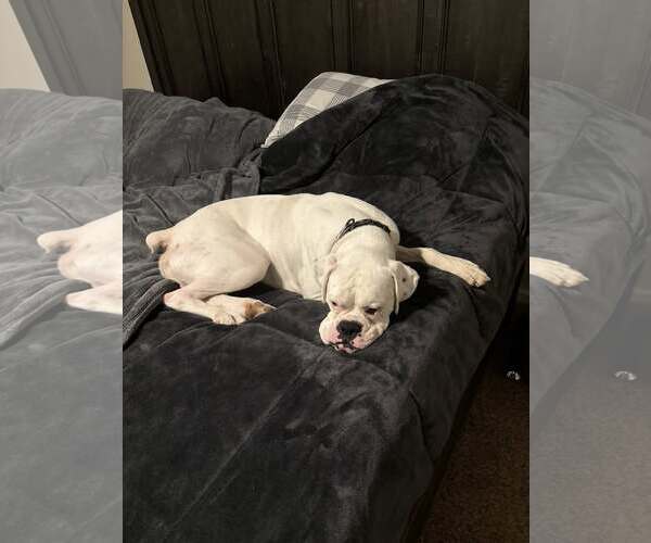 Medium Photo #3 Boxer Puppy For Sale in Burnsville, MN, USA
