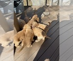 Small #3 Goldendoodle