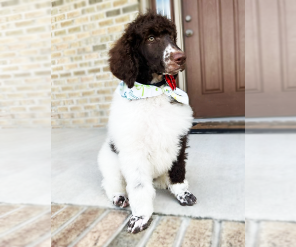 Medium Photo #2 Poodle (Standard) Puppy For Sale in SUFFOLK, VA, USA