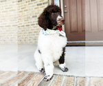 Small #1 Poodle (Standard)