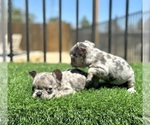Small #4 French Bulldog