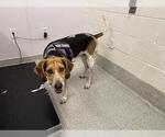 Small English Coonhound Mix