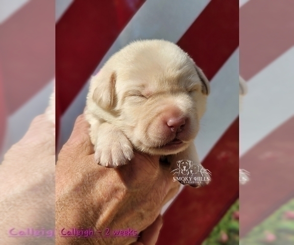 Medium Photo #35 Labrador Retriever Puppy For Sale in POCAHONTAS, IL, USA