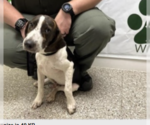 Small #1 Mutt