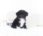 Small #2 Aussiedoodle Toy