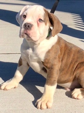Medium Photo #1 Bulldog Puppy For Sale in CHELSEA, MA, USA