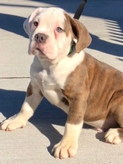 Bulldog Puppy for sale in CHELSEA, MA, USA